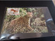 Macau: Leopard, Cat, Protected Species,  Maximum Card - Maximumkarten