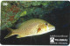 Phonecard - Brazil, Fish 3, N°1182 - Collections