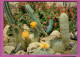 CACTUS Fleur Jaune Côte D'Azur Le Jardin Exotique De SANARY BANDOL 83 - Cactussen