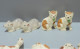 Delcampe - -12 ANCIENS ANIMAUX CERAMIQUE OBJETS ISSUS TIRETTES DE FRAIRIE COLLECTION    E - Andere & Zonder Classificatie