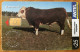 Uruguay TC436a Simmental - Uruguay