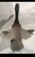 Cenedese - Murano Glass Swan (Venice) - Scavo (antiqued Look) - Glass & Crystal