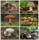 Mushrooms, Slovakia, 6 Pocket Calendar 2021 - Tamaño Pequeño : 2001-...