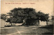 PC BAHAMAS CARIBBEAN NASSAU SILK COTTON TREE Vintage Postcard (b52210) - Bahama's