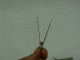 Delcampe - Vintage Set Of Ten Barrette Hair Clip Stick Hairpin Hair Accessories #2329 - Altri & Non Classificati
