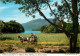Irlande - Kerry - Killarney - Traditional Jaunting Car In Muckross Park - Chevaux - Etat Froissure Visible - Ireland - C - Kerry