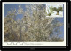 Portugal 2017 Postal Máximo Árvores Do Mediterrâneo Euromed Oliveira Olea Europae Tree Maxicard Maximum Estoi Algarve - Maximum Cards & Covers