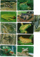 Série 11 Télécartes Brésil Grenouille Frog  Télécarte Phonecard  (G 1080) - Brazil