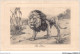 AIDP6-ANIMAUX-0477 - Le Lion  - Leoni