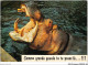 AIDP5-ANIMAUX-0467 - Comme Grande Gueule Tu Te Poses Lâ - Hipopótamos