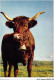 AIDP2-TAUREAUX-0144 - Vache Au Paturage En Auvergne  - Taureaux