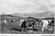 AIDP2-TAUREAUX-0086 - Pyrénées-orientales - La Cerdagne Française - Pâturages Sur Le Plateau De La Quillane  - Taureaux