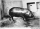AIDP9-ANIMAUX-0814 - Hippopotame Nain Du Libéria  - Ippopotami
