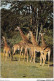 AIDP8-ANIMAUX-0767 - East Africa - African Wildlife - Giraffes - Giraffes