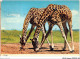AIDP8-ANIMAUX-0766 - Giraffes - Jirafas