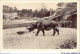 AIDP7-ANIMAUX-0599 - Paris - Jardin Zoologique De Vincennes - Rhinocéros  - Rinoceronte