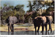 AIDP6-ANIMAUX-0581 - Faune Africaine - éléphants â La Rivière  - Éléphants