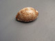 Jolie Porcelaine, Coquillage - Cypraea églantina - Nouvelle-Calédonie. - Seashells & Snail-shells