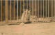 Animaux - Fauves - Lion - Zoo D'Anvers - Antwerpen - Lionne - CPA - Carte Neuve - Voir Scans Recto-Verso - Leoni