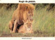 Animaux - Fauves - Lion - Carte à Message - CPM - Carte Neuve - Voir Scans Recto-Verso - Leoni