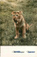Animaux - Fauves - Lion - Lionceau - Carte Dentelée - CPSM Format CPA - Voir Scans Recto-Verso - Lions