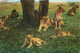 Animaux - Fauves - Lion - Pride Of Lion - Serengeti National Park Tanzania - Tanzanie - CPSM Format CPA - Voir Scans Rec - Lions