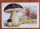 Calendrier De Poche Champignon. Bolet Bronzé - Small : 1981-90