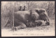 Niger: Picture Postcard To Switzerland, 1937, 1 Stamp, Exposition, Lady, Card: Elephant Hunting (minor Discolouring) - Cartas & Documentos