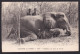 Niger: Picture Postcard To Switzerland, 1937, 1 Stamp, Exposition, Lady, Card: Elephant Hunting (minor Discolouring) - Storia Postale