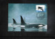 Australian Antarctic Territory 1996 Antarctica - Base Casey - Casey Ice Edge Fly-Off  - Whales Interesting Cover - Onderzoeksstations