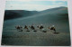 Lanzarote - Camels In The Fire`s Mountain - Lanzarote