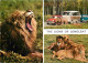 Animaux - Fauves - Lion - Royaume Uni - The Lions Of Longleat - Multivues - Automobiles - Zoo - CPM - UK - Voir Scans Re - Leoni