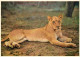 Animaux - Fauves - Lion - Lioness Relaxing - South Africa - Carte Dentelée - CPSM Grand Format - Voir Scans Recto-Verso - Lions