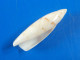 Terebellum Terebellum Australie 37,2mm GEM - Seashells & Snail-shells