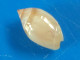 Olivella Minuta Martinique (Anses D'Arlet) 6,9mm GEM N2 - Seashells & Snail-shells