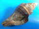 Pugilina Morio Martinique 101,2mm F+++ WO N5 - Seashells & Snail-shells