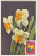 CP Max "Tulipes, Narcisses, Jacinthes) Obl. Mondorf Les Bains Le 1/4/55 Sur N° 490 à 493 - Tarjetas Máxima