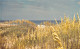 Sea Oats, Outer Banks Of North Carolina - Sonstige & Ohne Zuordnung