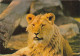 FAUNE..CHATEAU SUR ALLIER(03)..RESERVE DE ST-AUGUSTIN; LION "  LIBO" . ANNEE 1973 + TE XTE - Lions