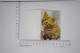 Mini Calendrier 1970 Chat Chaton Cat Katz Calender - Petit Format : 1961-70