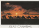 132559 - Timanfaya-Nationalpark - Spanien - Kamele - Lanzarote