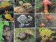 8 Pc. Mushrooms, OFTIS, Czech Rep.  2011,  95 X 65 Mm - Tamaño Pequeño : 2001-...