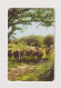 JERSEY -  Jersey Cows GPT Magnetic  Phonecard - [ 7] Jersey And Guernsey