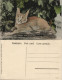 Postcard .Namibia Deutsch-Südwestafrika DSWA Kolonie Wildkatze 1912 - Namibie