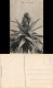 Postcard .Namibia Deutsch-Südwestafrika DSWA Kolonie Pavian 1912 - Namibie