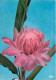 Antilles - Fleurs Des Antilles - Rose Porcelaine - CPM - Voir Scans Recto-Verso - Sonstige & Ohne Zuordnung