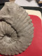 Ammonite Fossilisée - Fossilien