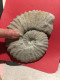 Ammonite Fossilisée - Fossiles