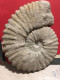 Delcampe - Ammonite Fossilisée - Fossilien