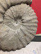 Delcampe - Ammonite Fossilisée - Fossilien